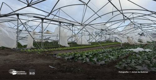 Eurodeputados do PS exigem resposta rápida da Comissão Europeia aos prejuízos agrícolas causados pela tempestade Kristin